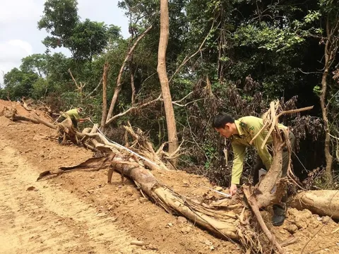 Mảng rừng lớn bị phá để làm đường khi chưa được cơ quan chức năng cấp phép