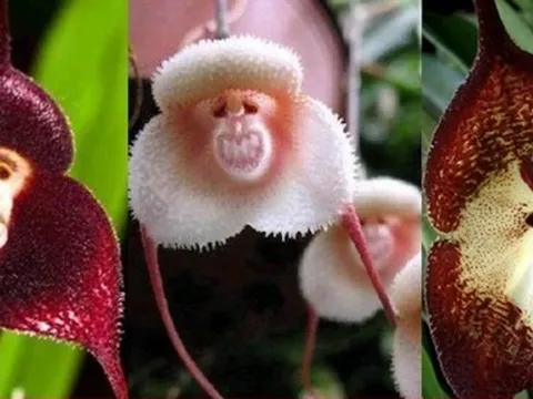 10 loại lan mặt khỉ vẫn siêu quý hiếm