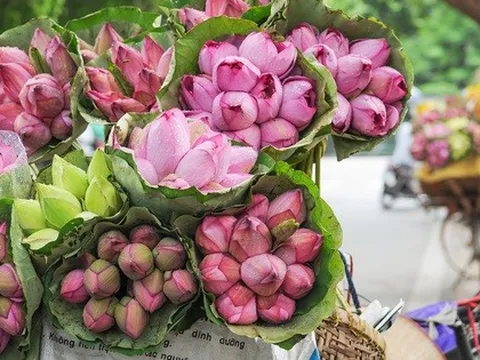Sen đầu mùa hút khách, chị em thích thú tìm mua về cắm