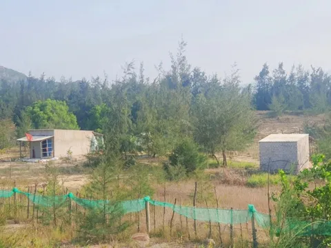 Sai phạm trong quản lý đất đai, một chủ tịch xã ở Bình Định mất chức