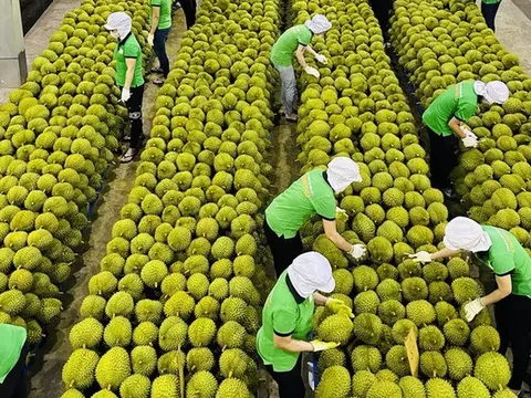 Trung Quốc tiêu thụ gần 1 triệu tấn/năm lại đặc biệt thích hàng Việt Nam - cơ hội vàng để Việt Nam thu tỷ USD từ xuất khẩu loại 'trái cây vua' này