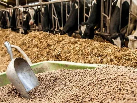 Giá nguyên liệu thức ăn chăn nuôi sẽ duy trì xu hướng giảm nửa cuối năm 2023