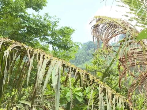 Nghệ An: Châu chấu tàn phá hàng chục ha tre của người dân