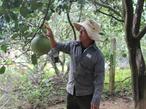 Vùng trồng bưởi tại Ninh Thuận đủ điều kiện xuất khẩu sang Mỹ