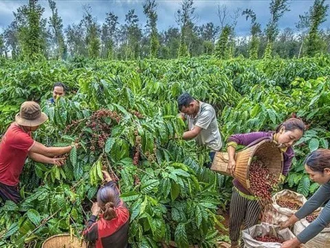 EU cấm nhập cà phê, ca cao trồng tại rừng suy thoái, nông sản Việt ảnh hưởng ra sao?