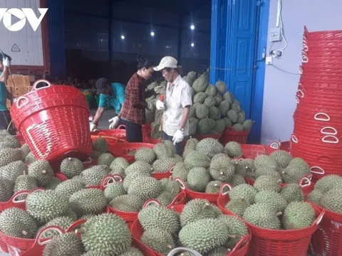 Tăng cường cấp mã số cho trái sầu riêng để xuất khẩu