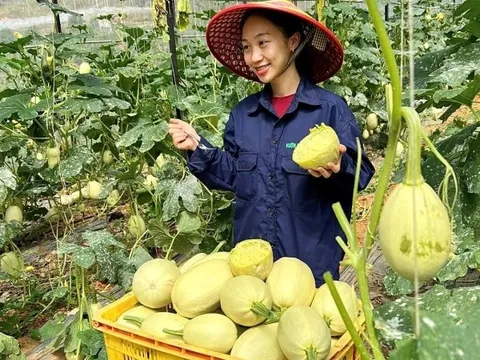 Độc lạ giống bí 'sợi mì', trồng bao nhiêu cũng không đủ bán