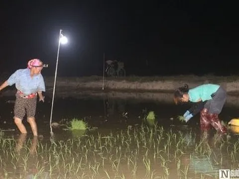 Tránh nắng nóng, nông dân chong đèn xuống đồng cấy lúa ban đêm