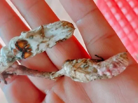 Đắk Lắk: 6 người nhập viện cấp cứu do ăn nấm mọc từ xác nhộng ve sầu