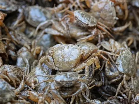 Cua đồng khan hàng, đội giá ngày nắng nóng
