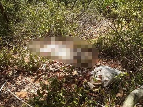 Phát hiện thi thể người đàn ông đang phân huỷ trong rừng