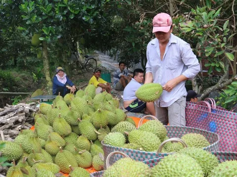Thêm cơ hội xuất khẩu sầu riêng vào Trung Quốc