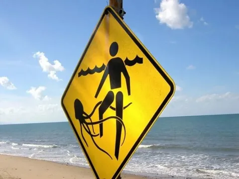 Bé trai sống sót thần kỳ sau khi bị loài sứa kịch độc tấn công