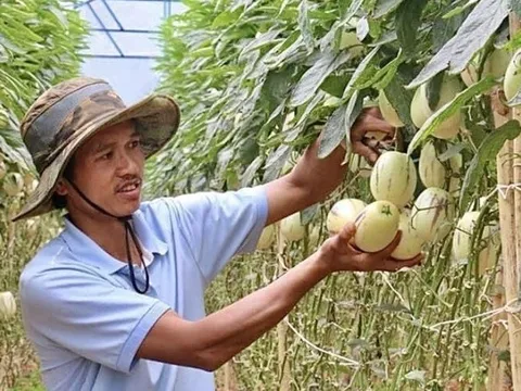 Phát sốt với dưa hấu tí hon 10 mùi trồng ở Đà Lạt, đắt hàng như tôm tươi