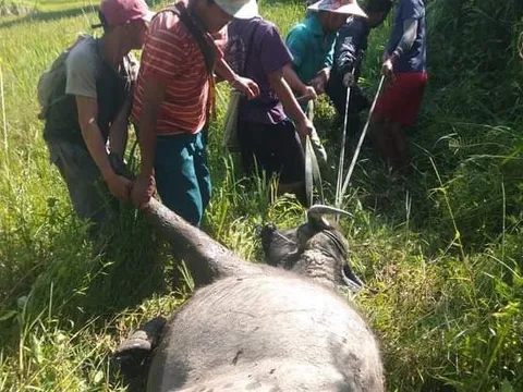 Cảnh báo dịch than tăng do ăn thịt trâu, bò bệnh chết