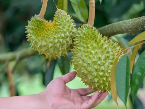Tưởng đe dọa được vị thế của Việt Nam, Thái Lan, sầu riêng Trung Quốc tự trồng gây thất vọng vì sản lượng chỉ đạt 0,005% nhu cầu