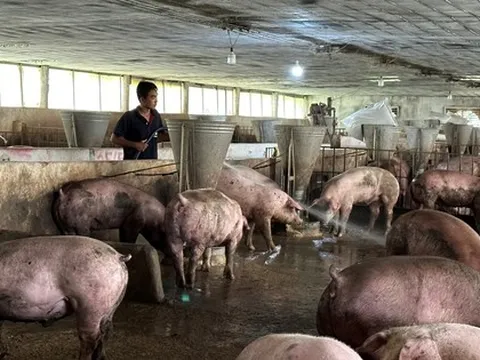 Giá heo tăng, người chăn nuôi vẫn gặp khó