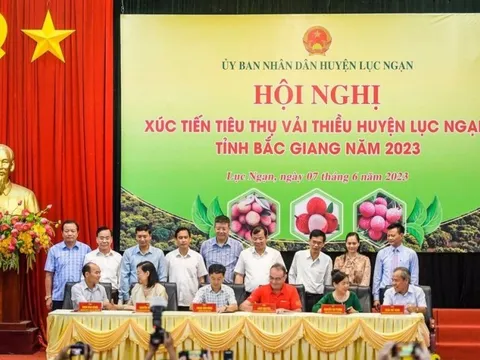 Để trái vải thực sự là niềm tự hào của nông sản Việt Nam