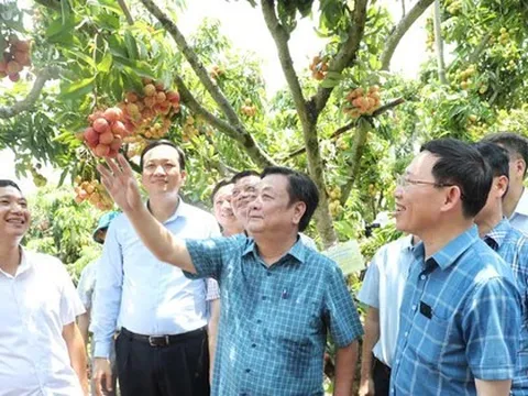 Không mua theo cân, Bộ trưởng Nông nghiệp đặt luôn cả cây vải thiều