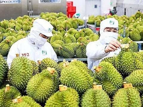 Xuất khẩu sầu riêng đạt kỷ lục