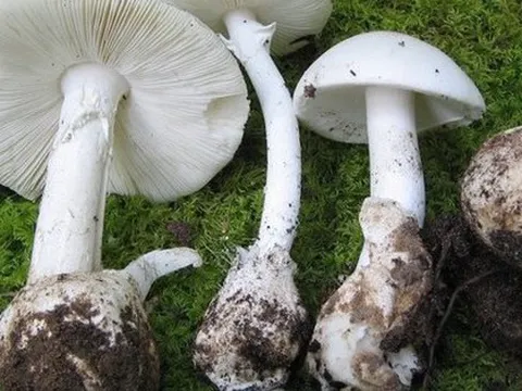 Ăn nấm không rõ nguồn gốc, 3 người trong gia đình nguy kịch