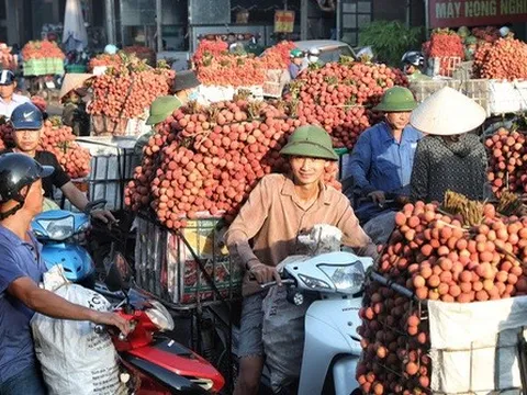 Vải thiều đầu vụ mất giá