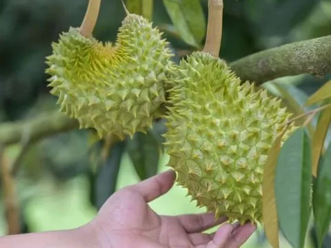 'Giấc mơ sầu riêng' của Trung Quốc sụp đổ ngay vụ đầu tiên