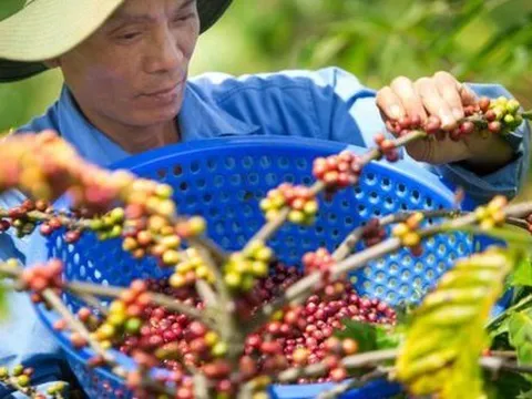 Cà phê robusta ngày càng được ưa chuộng: Lo ngại giá cả tăng vì thời tiết khắc nghiệt