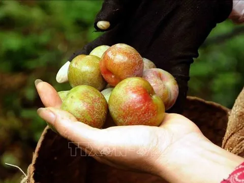 Mận Sơn La sẽ được đưa vào suất ăn hàng không Việt Nam