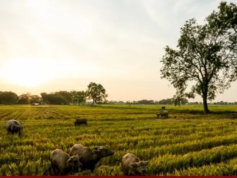 Mùa gặt bình dị ở ngoại thành Hà Nội