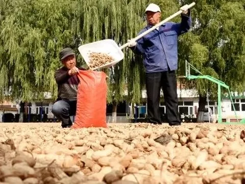 Một loạt nông sản Việt Nam sản xuất thuộc top đầu thế giới bất ngờ tăng nóng do El Nino, cả thế giới đang cần đến bởi toàn là nguyên liệu cực quan trọng