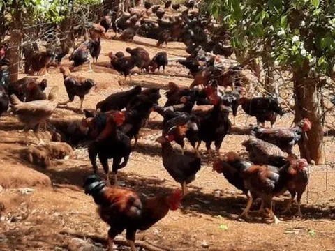 Công việc 1 vốn 10 lời là có thật, xem cách người dân Gia Lai tạo ra nguồn thu nhập khổng lồ