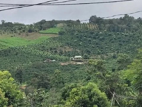 Thu hồi hơn 200ha đất cho doanh nghiệp thuê nhưng không sử dụng