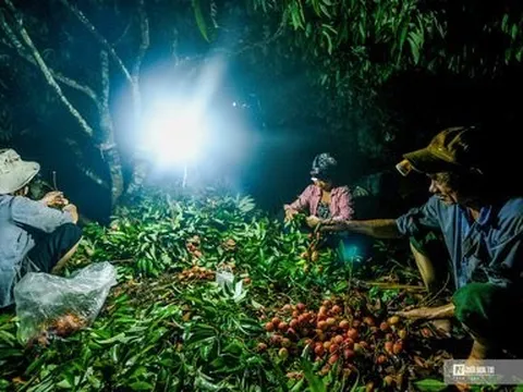 Hải Dương: Nông dân tất bật thu hoạch vải Thanh Hà sớm