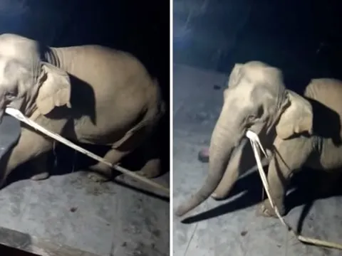 Nghệ An: Voi rừng xuất hiện, vào nhà dân lục tìm đồ ăn giữa đêm