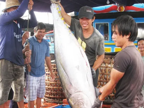 Trong 4 tháng, hai nước Mỹ Latin chi 12 triệu USD chỉ để mua một loại cá biển của Việt Nam, tăng gần gấp đôi năm ngoái