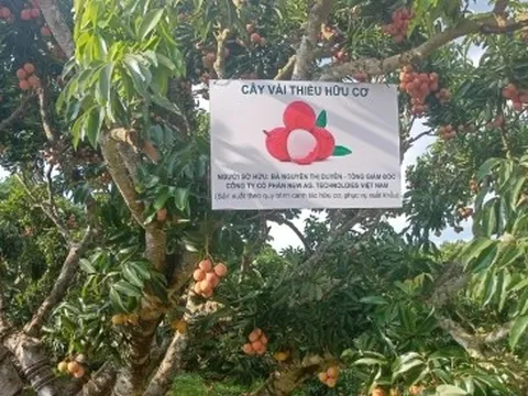 Rộ mốt mua cả cây vải thiều giá chục triệu đồng, ăn cho đỡ 'nghiện'