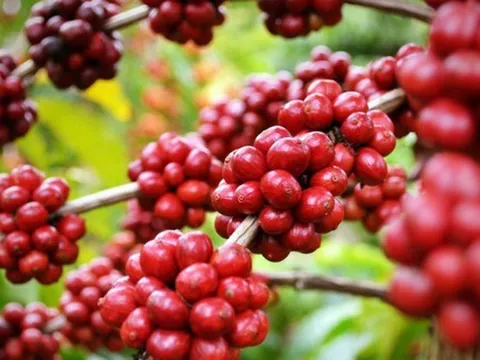 Một loại hạt của Việt Nam đang có giá cao nhất trong 15 năm