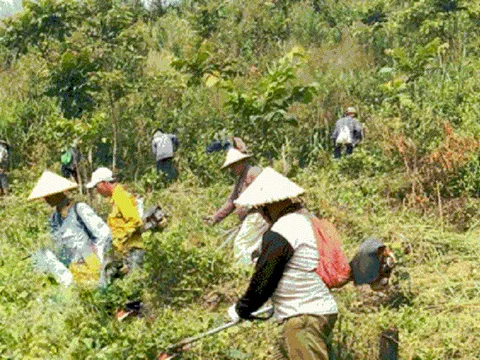 Tp.Đà Nẵng: Xem xét mở rộng lối đi vào rừng cho người sản xuất