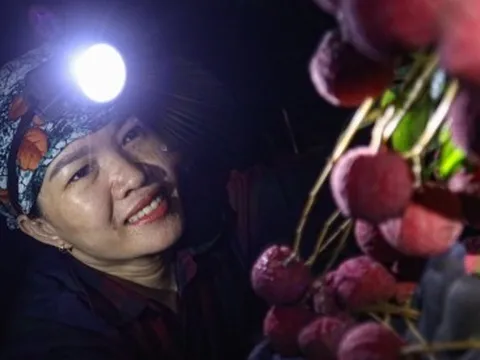 Bắc Giang: Nông dân trắng đêm soi đèn thu hoạch đặc sản vải thiều