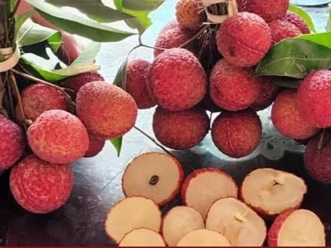 Vải thiều không hạt giá 250.000 đồng/kg