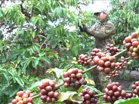 Nghịch lý cà phê tăng giá nhưng người nông dân không vui