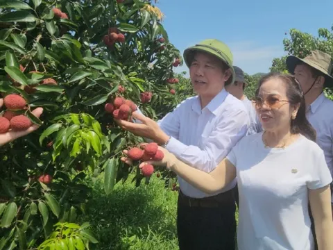 Lô vải không hạt đầu tiên "cưỡi" máy bay sang Nhật Bản, Anh