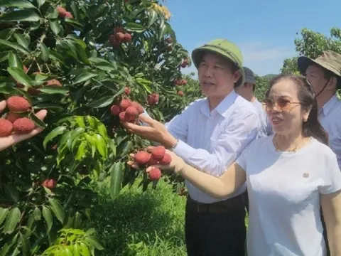 Lô vải không hạt đầu tiên xuất khẩu sang Nhật Bản và Anh: Thêm những cơ hội mới