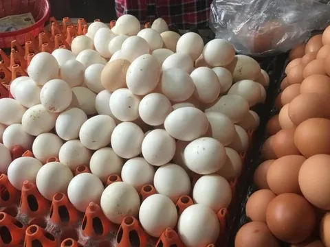 Giá trứng gia cầm giảm sâu