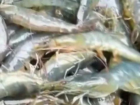 Trúng mùa nhưng người nuôi tôm vẫn "trắng tay"