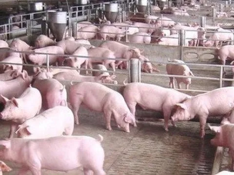 Giá heo hơi tăng mạnh, các doanh nghiệp chăn nuôi dần có lãi
