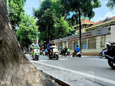 Hà Nội: Nhiều cây xanh chết khô, mục ruỗng gốc chờ đổ mùa mưa bão