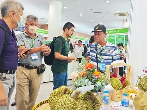 Sầu riêng rộ mùa, được giá