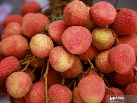 Thực hư chuyện ăn quả vải mắc viêm não Nhật Bản